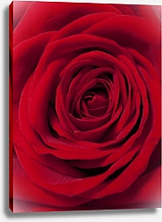 Постер Красная роза макро №2