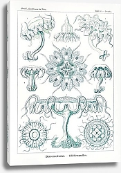 Постер Discomedusae–Scheibenquallen