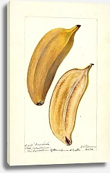 Постер Пассмор Дебора Муса: Рай