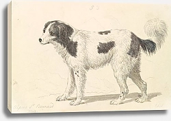 Постер Смит Чарльз Гамильтон The Alpine, or Great St. Bernard Dog
