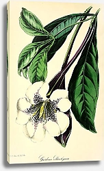 Постер Gardenia Stanleyana