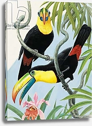 Постер Дэвис Р. (жив, дет) Big-beaked Birds