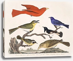 Постер Птицы Америки Уилсона 6