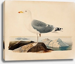 Постер Фердинанд Райт European Herring Gull