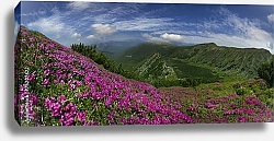 Постер Цветущие склоны гор 