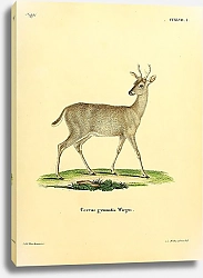 Постер Одноцветный олень