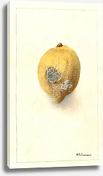 Постер Пассмор Дебора Цитрусовый лимон