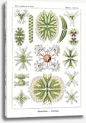 Постер Desmidiea–Bierdinge