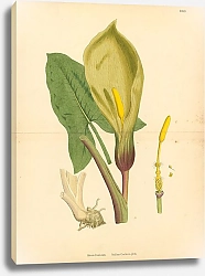 Постер English Botany №225