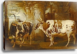 Постер Уорд Артур Portraits of two extraordinary oxen, the property of the Earl of Powis, 1814