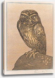 Постер Хойтема Тео Маленькая сова на скале