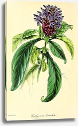 Постер Porthyracoma Lanceolata
