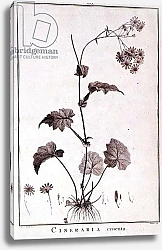 Постер Редюти Пьер Cineraria Cruenta, from 'Sertum Angelicum', published 1788
