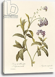 Постер Редюти Пьер Forget-me-not
