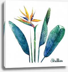 Постер Коллекция акварельной стрелиции