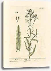 Постер Блэквелл Элизабет Вада