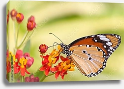 Постер Бабочка монарх на красных цветах в саду