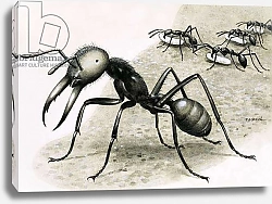 Постер Дэвис Р. (жив, дет) Ants