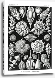 Постер Thalamophora–Kammerlinge