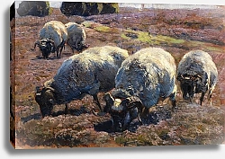 Постер Зюгеь Генрих Пасущиеся на пастбищах в солнечной вересковой пустоши