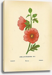 Постер Alcea Lavateraeflora