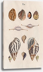 Постер Спаловский Иоганн Prodromus in systema historicum testaceorum Pl.04