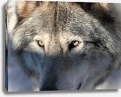 Постер Взгляд волка