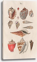 Постер Спаловский Иоганн Prodromus in systema historicum testaceorum Pl.06