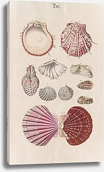 Постер Спаловский Иоганн Prodromus in systema historicum testaceorum Pl.11