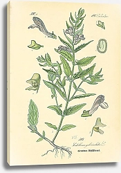 Постер Labiatae, Scutellaria galericulata