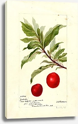 Постер Пассмор Дебора Prunus domestica: Yosobe