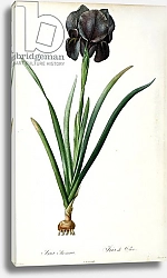 Постер Редюти Пьер Iris Luxiana, from `Les Liliacees', 1805