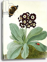 Постер Коньерс Джон (бот) Primula Auricula with Butterfly and Beetle
