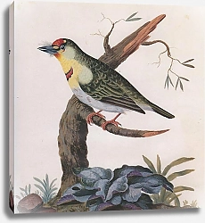 Постер Crimson-throated Barbet