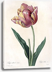 Постер Тюльпан разноцветный