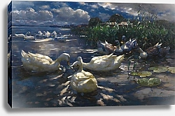 Постер Кестер Александр Утки, Райхенау