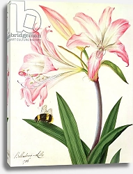 Постер Коньерс Джон (бот) Lilium Belladonna and Bee, 1786