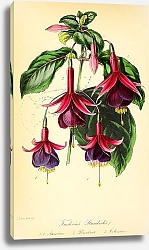Постер Standish's Seedling Fuchsias