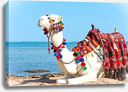 Постер Белый верблюд отдыхает на египетском пляже