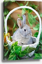 Постер Белый кролик в белой корзинке