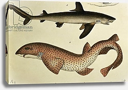 Постер Школа: Немецкая школа (19 в.) Lesser Spotted Dogfish, Pl.93 from 'Naturgeschichte und Abbildung der Fische' by H.R. Schinz, 1836