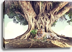 Постер Тигр под раскидистым деревом