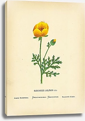 Постер Ranunculus Asiaticus