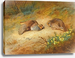 Постер Торнбурн Арчибальд (Бриджман) Grey Partridge