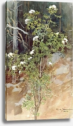 Постер Ярнефельт Ээро Белая рябина