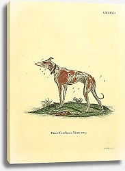 Постер Домашняя собака