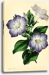 Постер Petunia Punctata