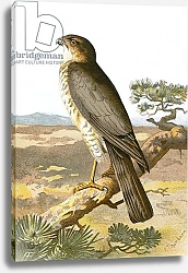 Постер Школа: Английская 20в. Sparrow Hawk 2