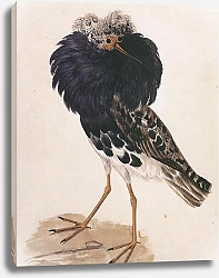 Постер Ruff (male)