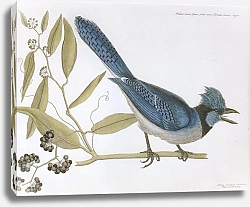 Постер Blue Jay